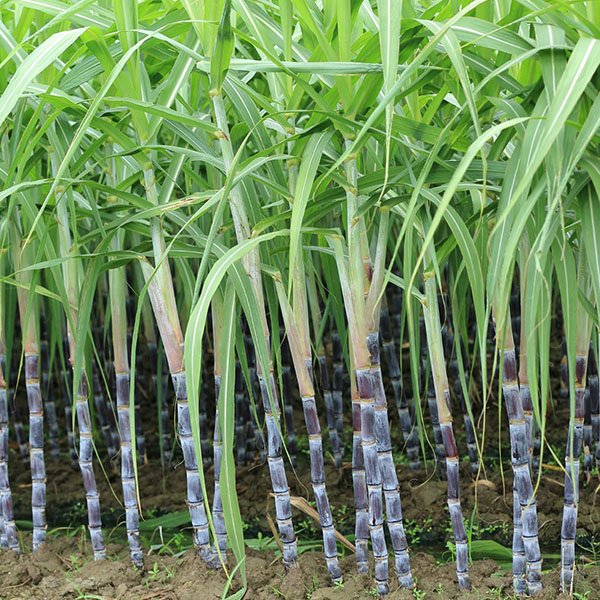 Sugarcane